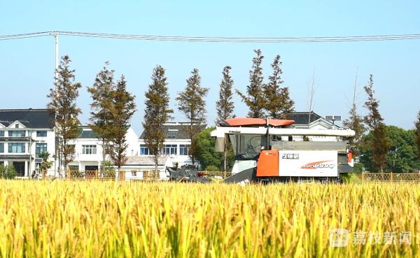 湖南农业集团：农文旅融合赋能银田“稻梦田园”