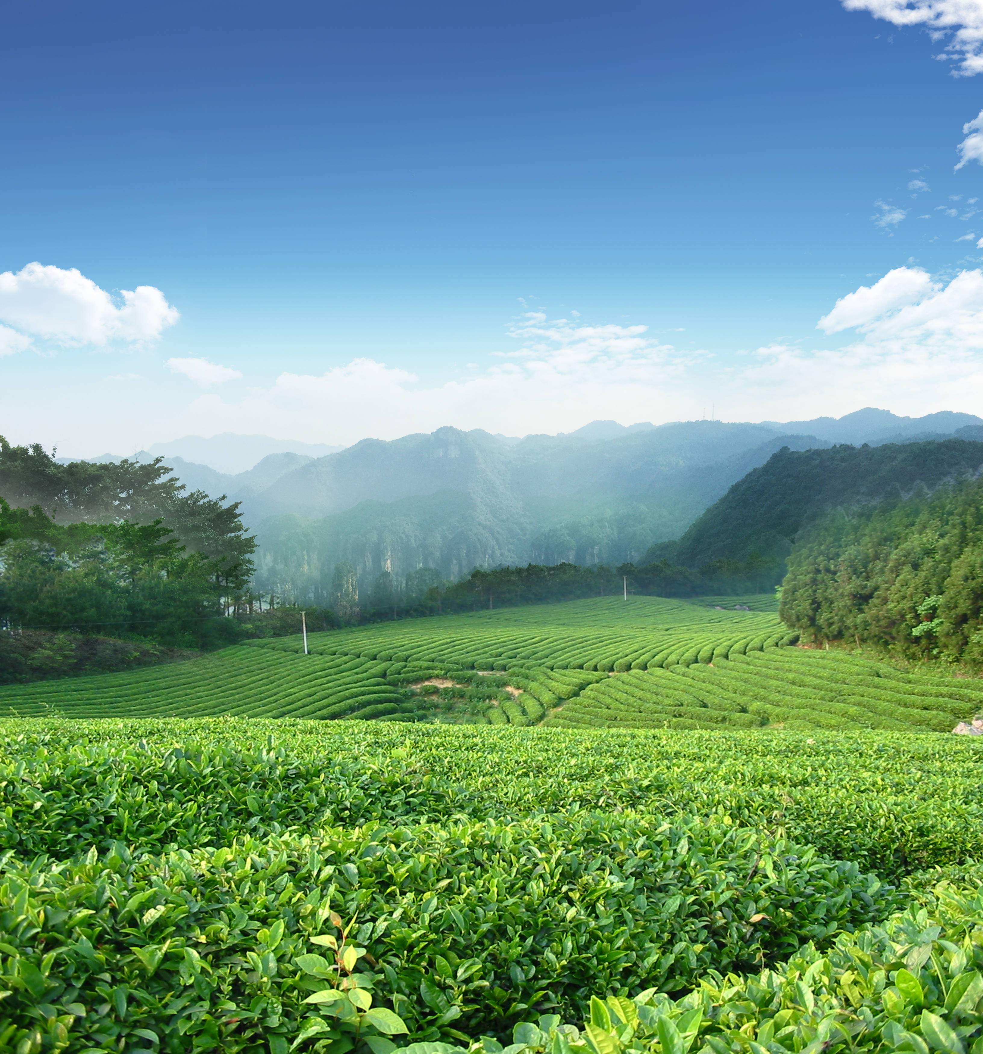 湖南省茶业集团董事长周重旺连任新一届中国茶叶流通协会边销茶专业委员会主任委员