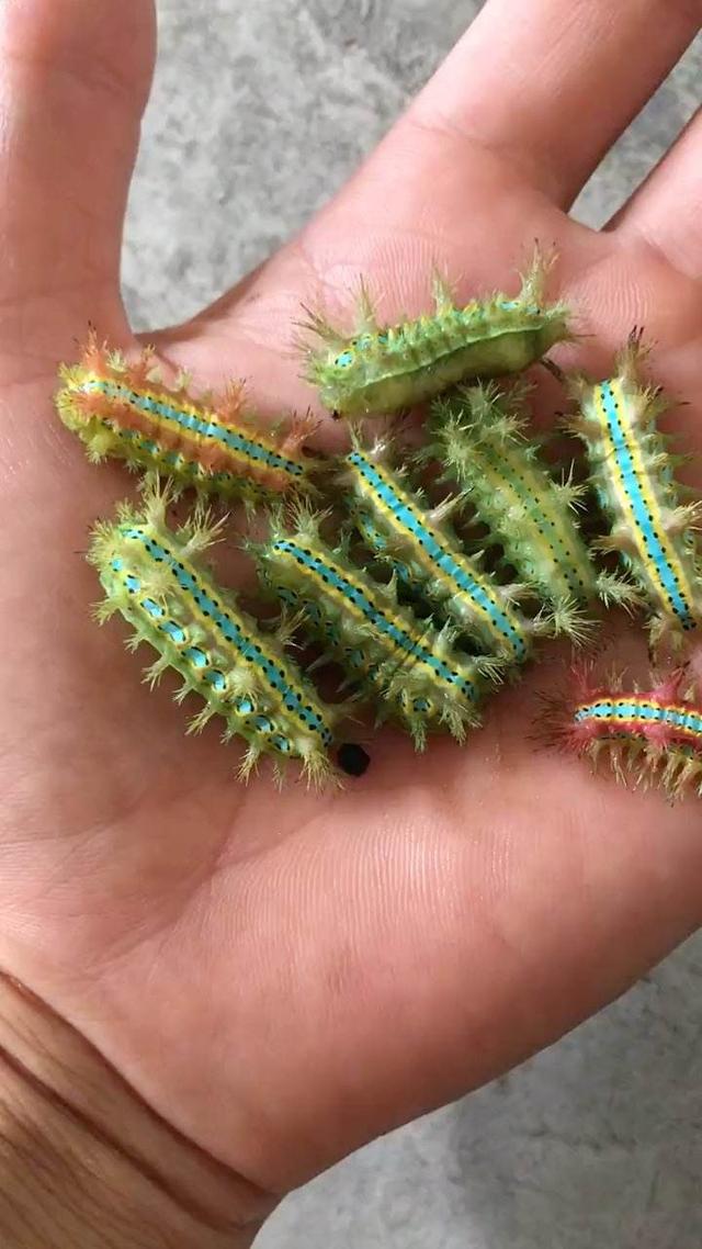 剧痛！别碰！别揉！近期这种毒虫频现，有人一不小心就中招了！