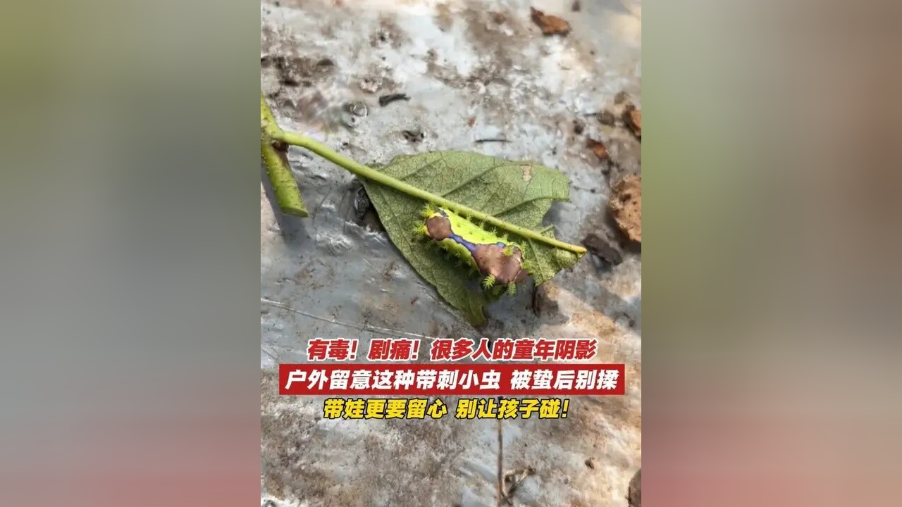 剧痛!别碰!别揉!近期这种毒虫频现,有人一不小心就中招了!