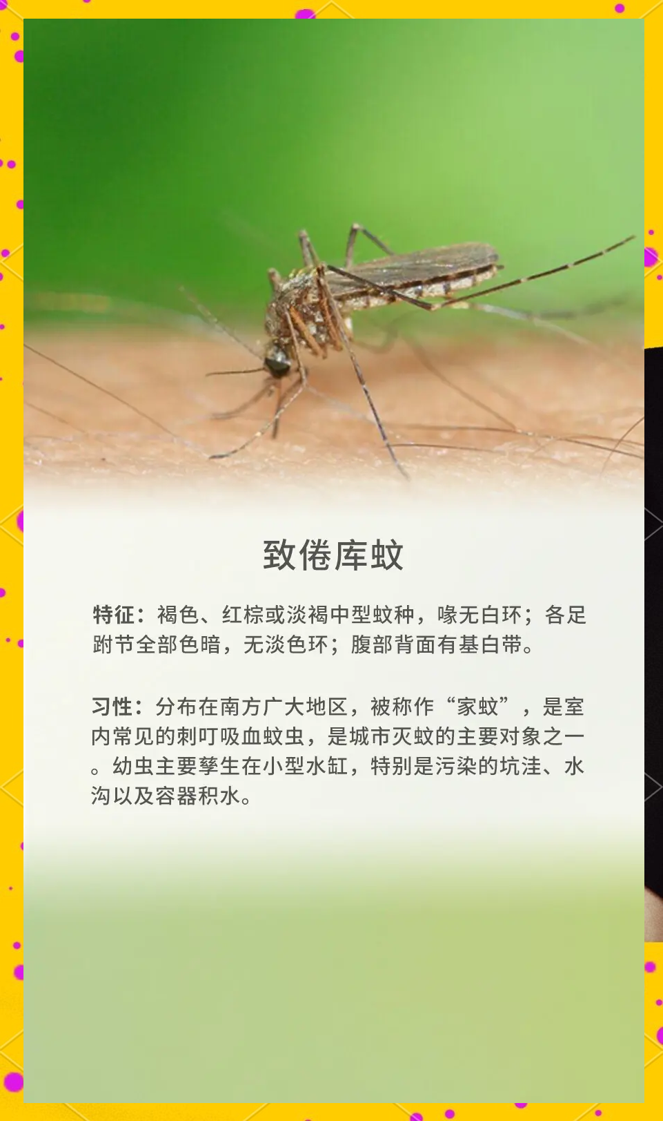 唠“科”话丨为啥蚊子总叮你？“招蚊”跟血型相关？
