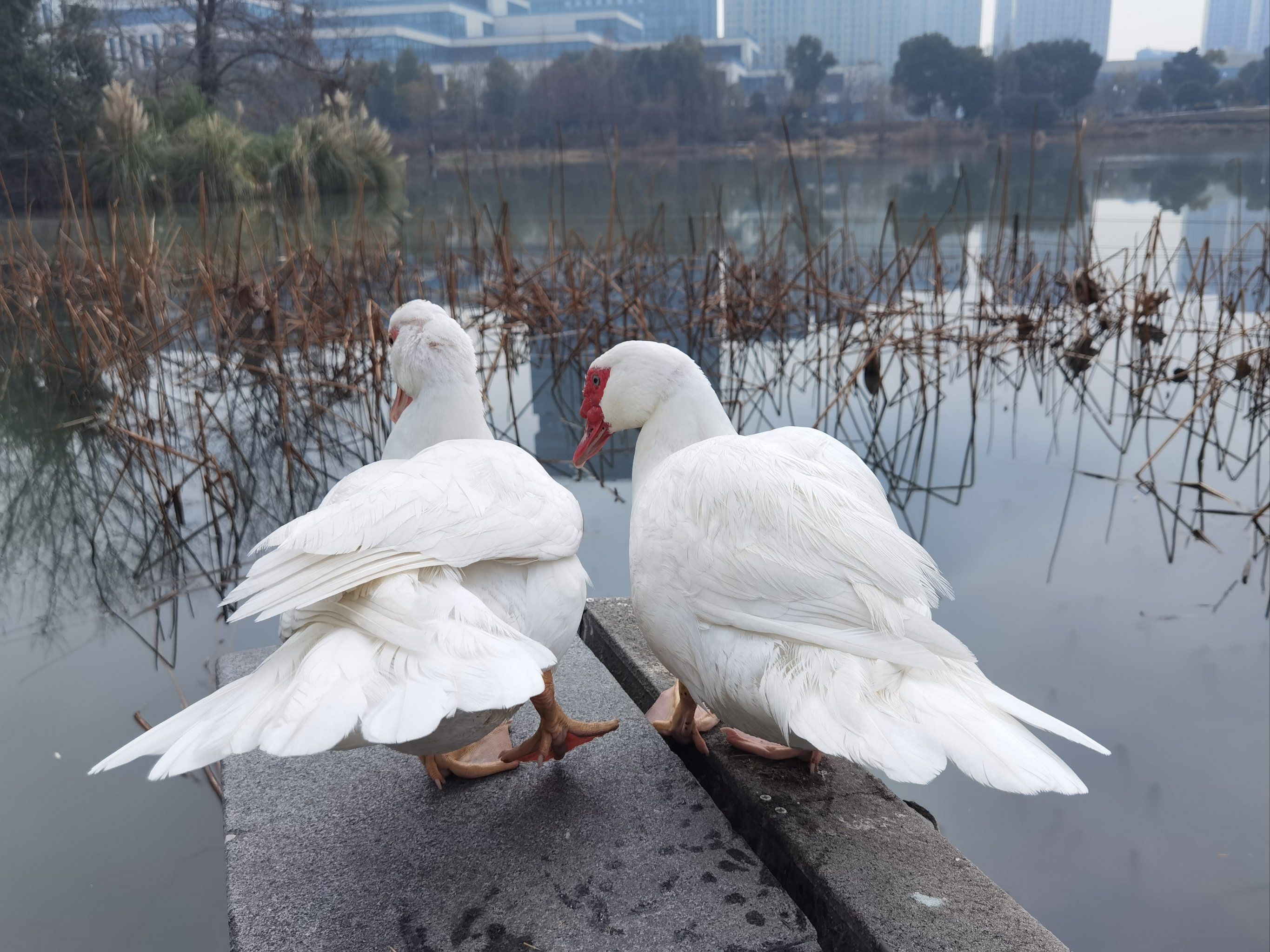 广西“鬼节”鸭市旺 年轻人“花式”选鸭传温情
