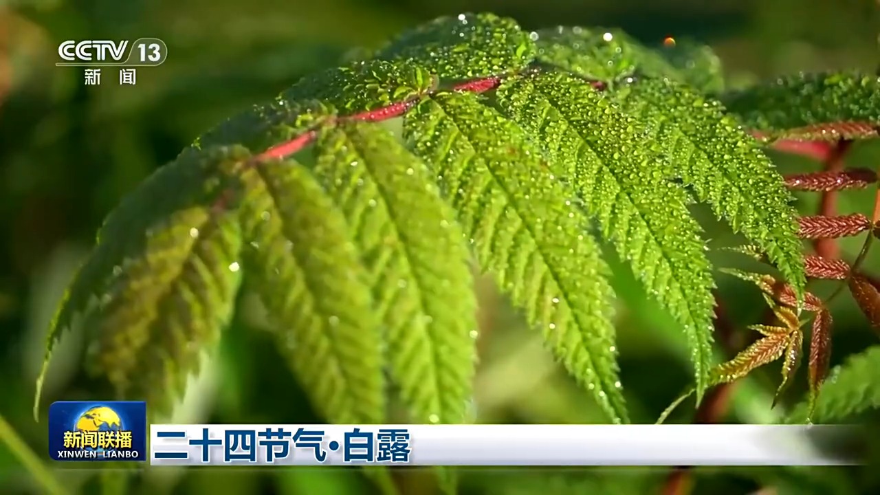 节气物候图鉴：白露至凉意生 全国玉露生凉地图看哪里率先迎秋凉