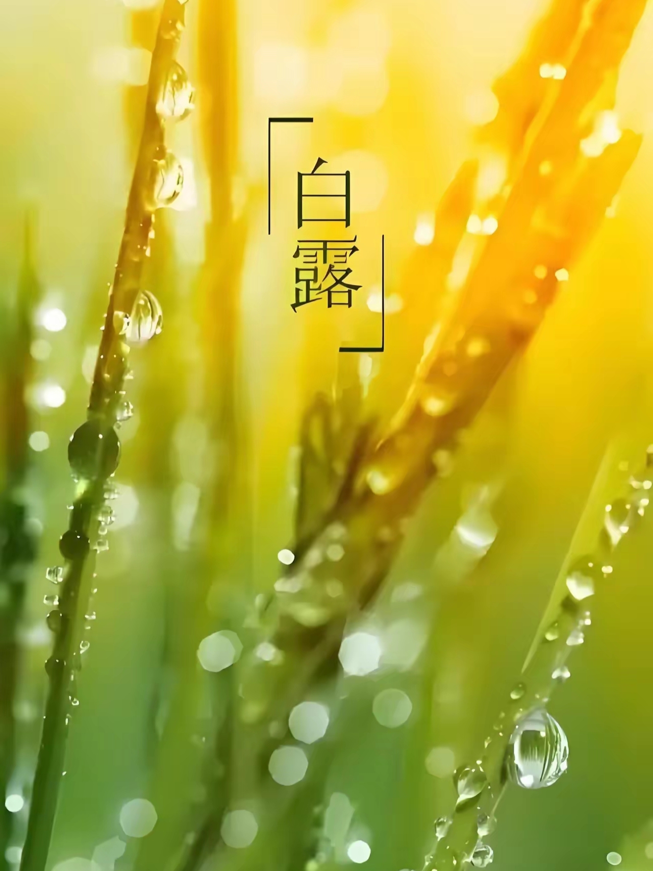 节气物候图鉴:白露至凉意生 全国玉露生凉地图看哪里率先迎秋凉